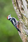 Middle spotted woodpecker