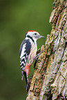 Middle spotted woodpecker
