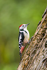 Middle spotted woodpecker