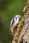 Middle spotted woodpecker