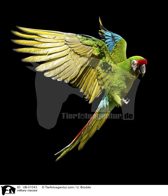 military macaw / UB-01043