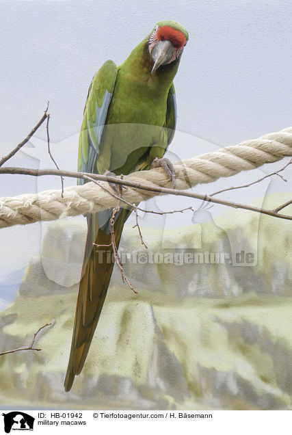 Kleine Soldatenaras / military macaws / HB-01942