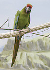 military macaws