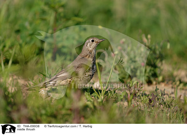 mistle thrush / THA-09938