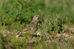 mistle thrush