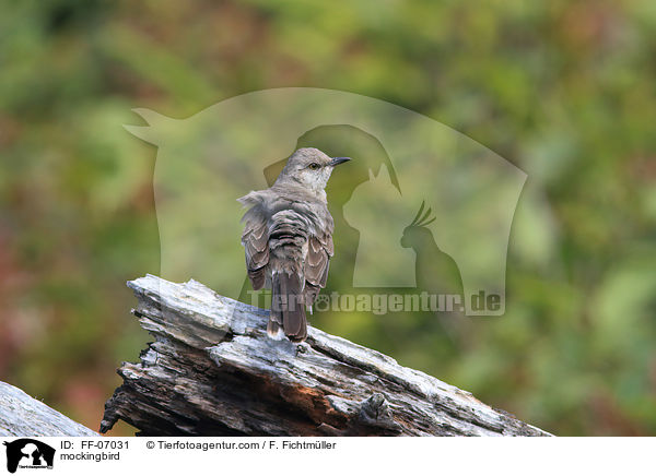 mockingbird / FF-07031