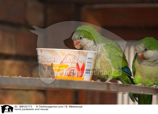 monk parakeets and mouse / BM-02173