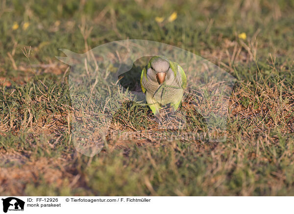 Mnchssittich / monk parakeet / FF-12926