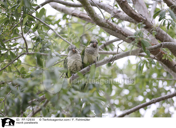 monk parakeets / FF-12930