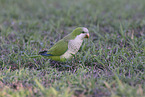 monk parakeet