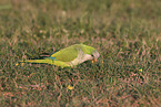 monk parakeet