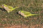 monk parakeets