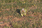 monk parakeet