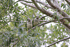 monk parakeets