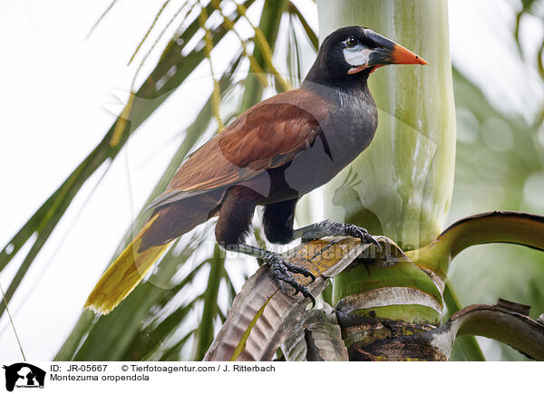 Montezumastirnvogel / Montezuma oropendola / JR-05667