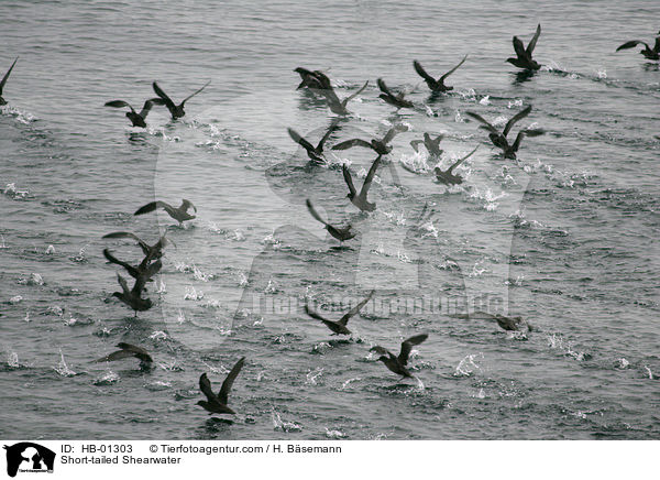Short-tailed Shearwater / HB-01303