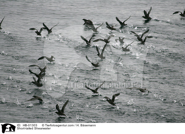 Kurzschwanz-Sturmtaucher / Short-tailed Shearwater / HB-01303