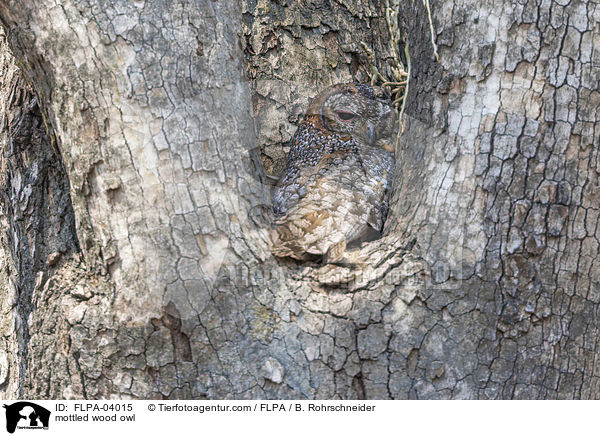 mottled wood owl / FLPA-04015