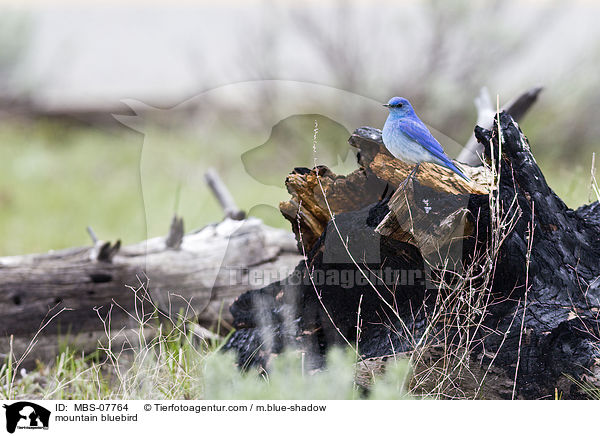 Berghttensnger / mountain bluebird / MBS-07764