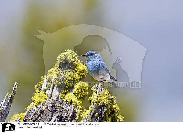 mountain bluebird / MBS-07769