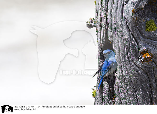 mountain bluebird / MBS-07770