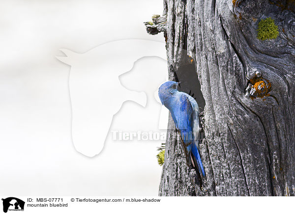 Berghttensnger / mountain bluebird / MBS-07771