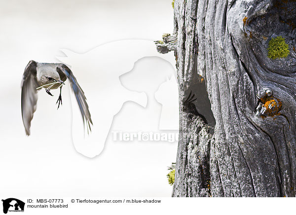 mountain bluebird / MBS-07773