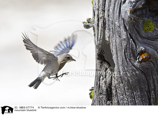 Berghttensnger / mountain bluebird / MBS-07774