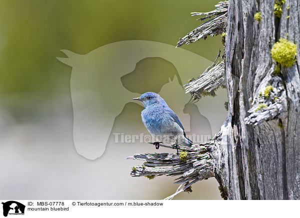 Berghttensnger / mountain bluebird / MBS-07778