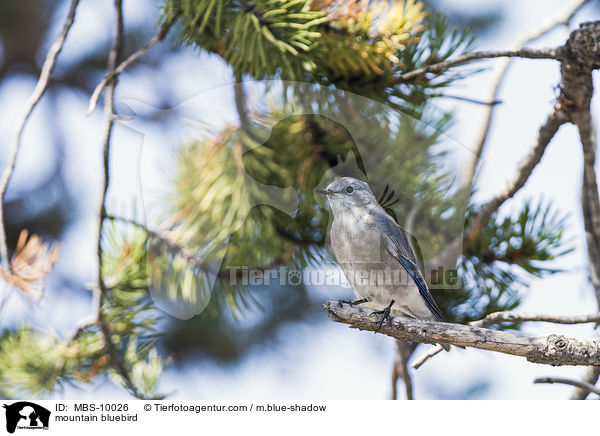 mountain bluebird / MBS-10026