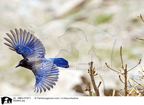 Diademhher / Stellers jay / MBS-07871