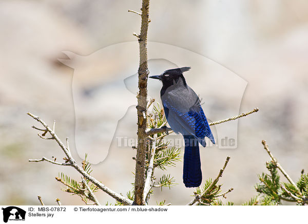 Stellers jay / MBS-07872