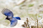 Stellers jay