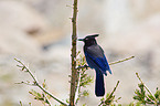 Stellers jay