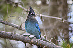 mountain jay