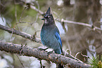 mountain jay