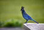 mountain jay