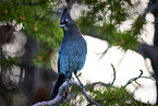 mountain jay