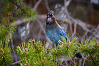 mountain jay