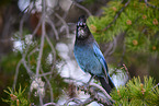 mountain jay