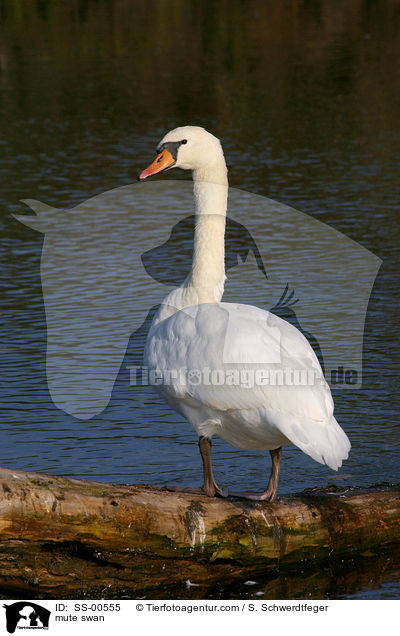 mute swan / SS-00555
