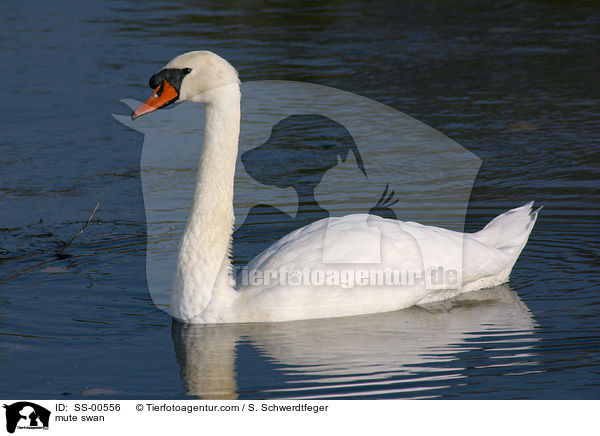 Hckerschwan / mute swan / SS-00556