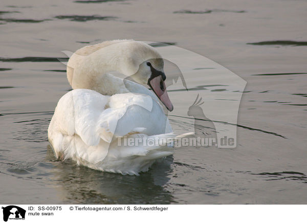 Hckerschwan / mute swan / SS-00975