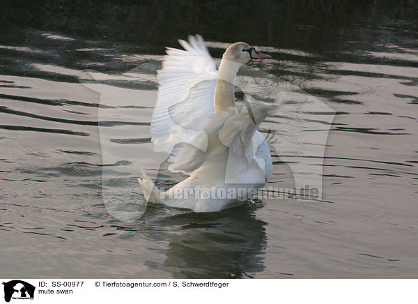 Hckerschwan / mute swan / SS-00977