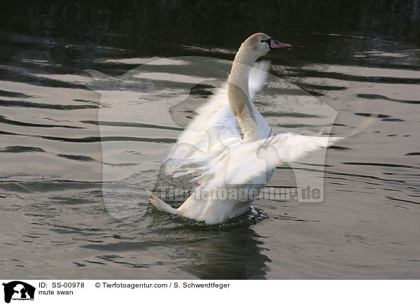 Hckerschwan / mute swan / SS-00978
