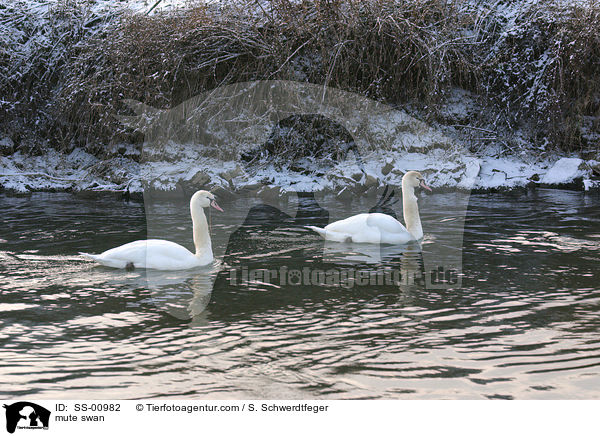 Hckerschwan / mute swan / SS-00982