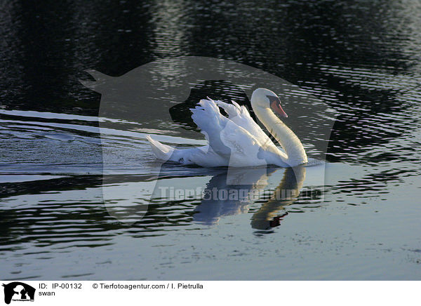Schwan / swan / IP-00132