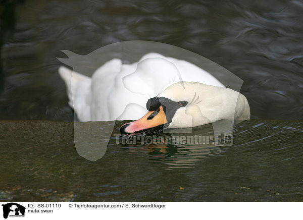 Hckerschwan / mute swan / SS-01110
