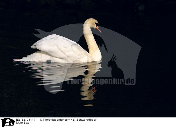 Hckerschwan / Mute Swan / SS-01111