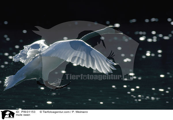 mute swan / PW-01153